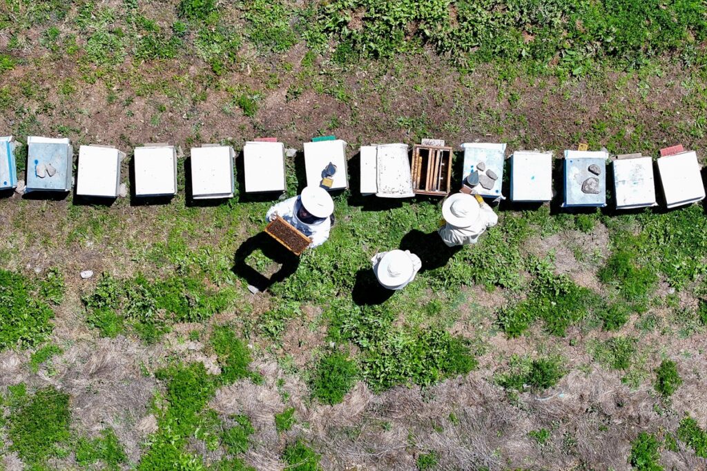 catakta-350-kovanli-arici-isik-hirvatistandan-200-kiloya-yakin-bal-siparisi-aldi-LwngndPP
