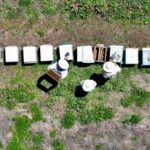 catakta-350-kovanli-arici-isik-hirvatistandan-200-kiloya-yakin-bal-siparisi-aldi-LwngndPP