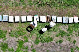 catakta-350-kovanli-arici-isik-hirvatistandan-200-kiloya-yakin-bal-siparisi-aldi-LwngndPP